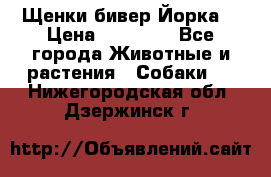 Щенки бивер Йорка  › Цена ­ 30 000 - Все города Животные и растения » Собаки   . Нижегородская обл.,Дзержинск г.